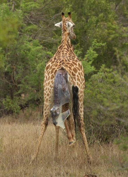 cara jerapah melahirkan anak bayi